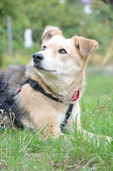 Rudi