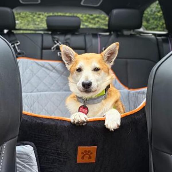 Katzenfreundlicher Shiba Inu Mix Luke wartet in 94518 Spiege