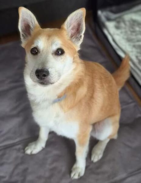 Katzenfreundlicher Shiba Inu Mix Luke wartet in 94518 Spiege