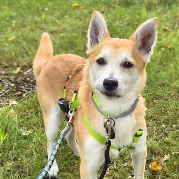Katzenfreundlicher Shiba Inu Mix Luke wartet in 94518 Spiege