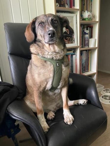 Emma - die gemütliche, anhängliche Hundedame