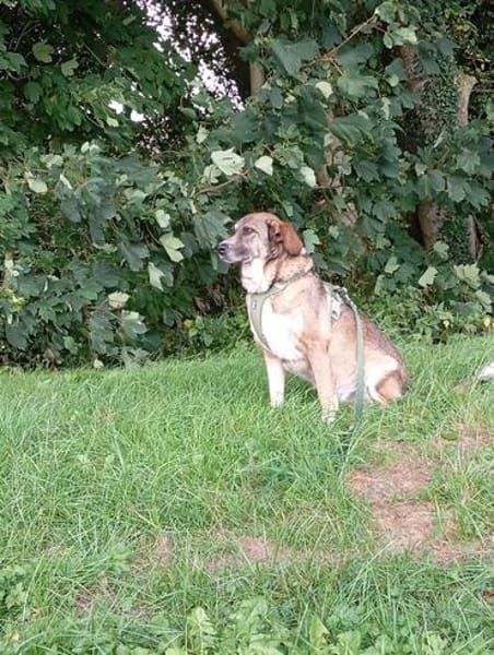 Emma - die gemütliche, anhängliche Hundedame