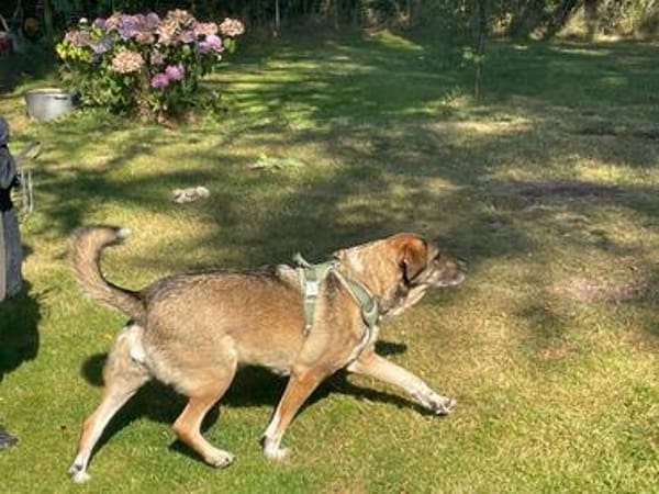 Emma - die gemütliche, anhängliche Hundedame