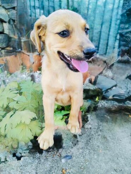 Kleines Mädchen sucht ein Zuhause