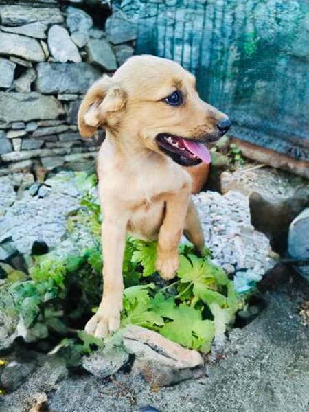 Kleines Mädchen sucht ein Zuhause