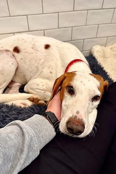 Bracken-Bub  Tilly  wartet bereits in 01640 Coswig