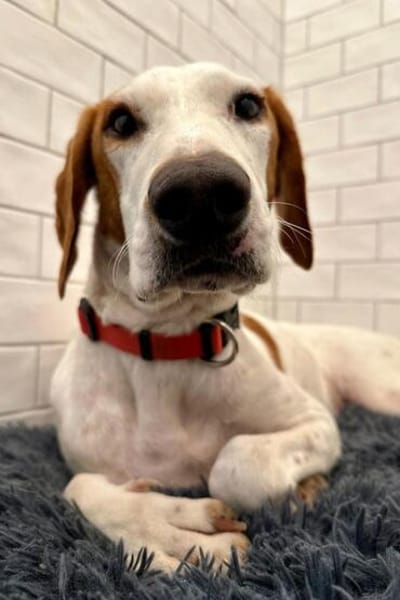 Bracken-Bub  Tilly  wartet bereits in 01640 Coswig