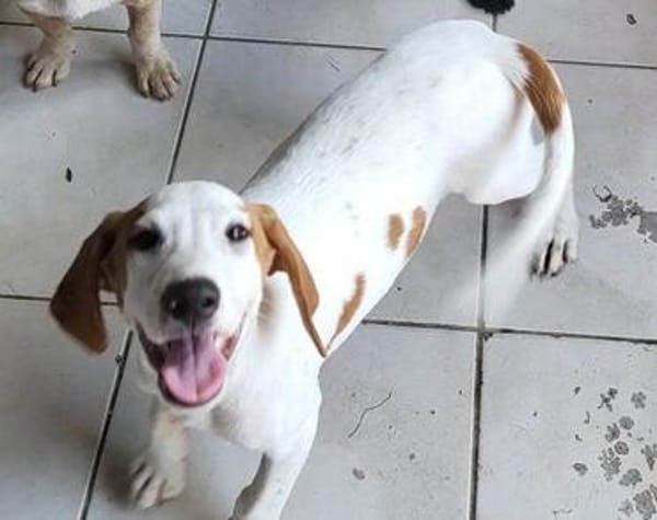 Bracken-Bub  Tilly  wartet bereits in 01640 Coswig