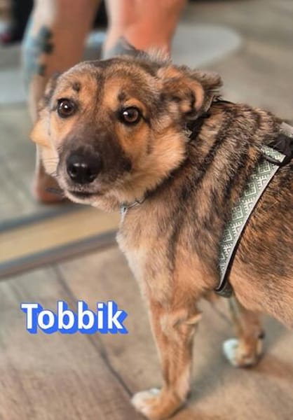 Vermittlungshilfe Tobbik; Unternesselbach