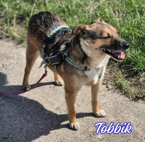 Vermittlungshilfe Tobbik; Unternesselbach