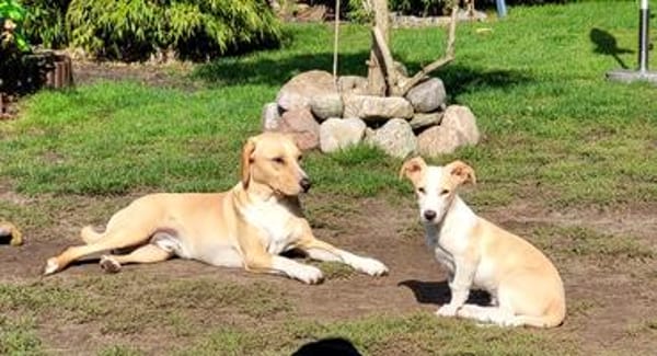 Pollux sucht ein Zuhause