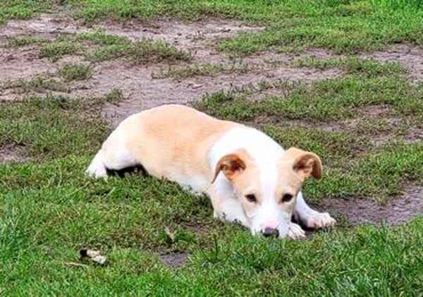 Pollux sucht ein Zuhause