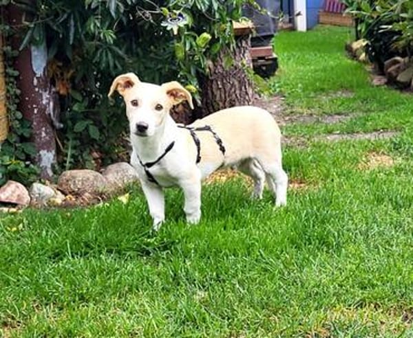 Pollux sucht ein Zuhause