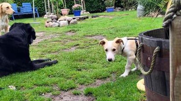 Pollux sucht ein Zuhause