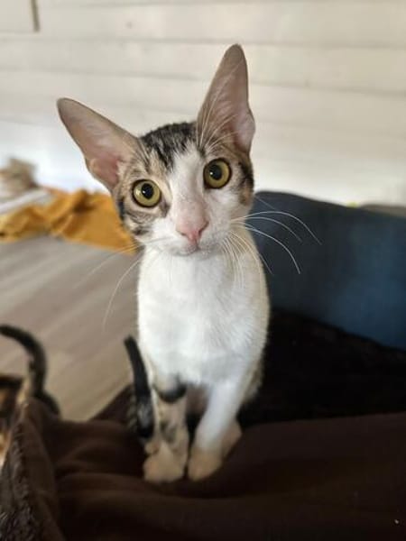 Charlie und Linus aus dem Tierschutz