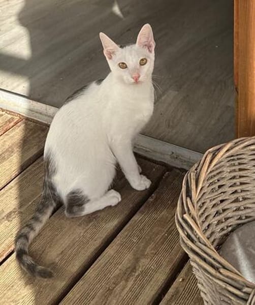 Charlie und Linus aus dem Tierschutz