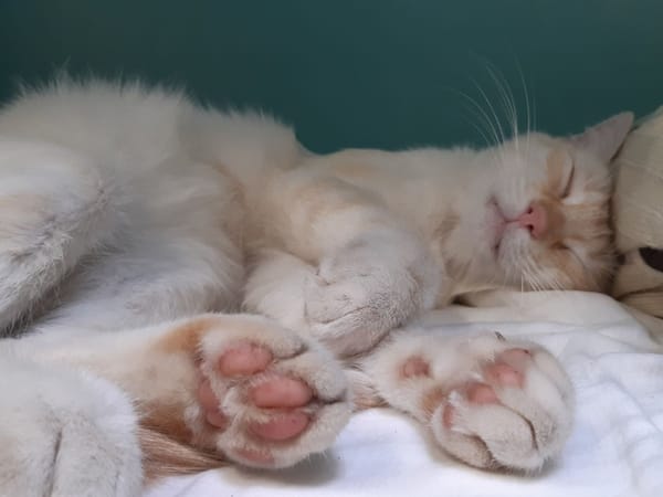 Cream