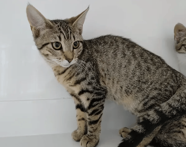 Léana