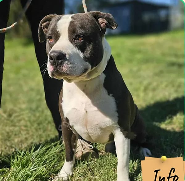 Léo