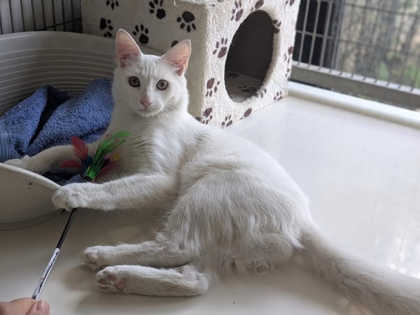 BIANCO