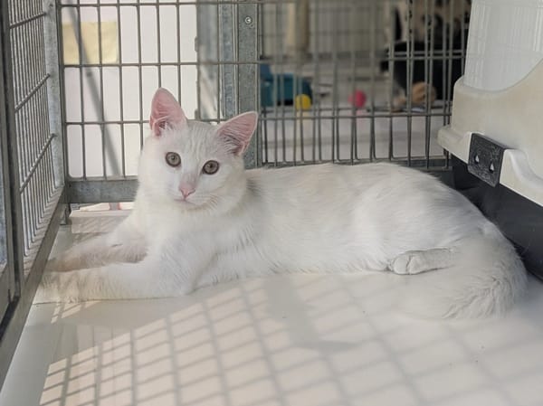 BIANCO