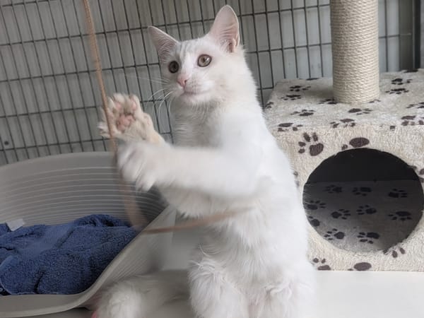 BIANCO