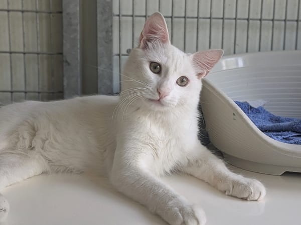 BIANCO