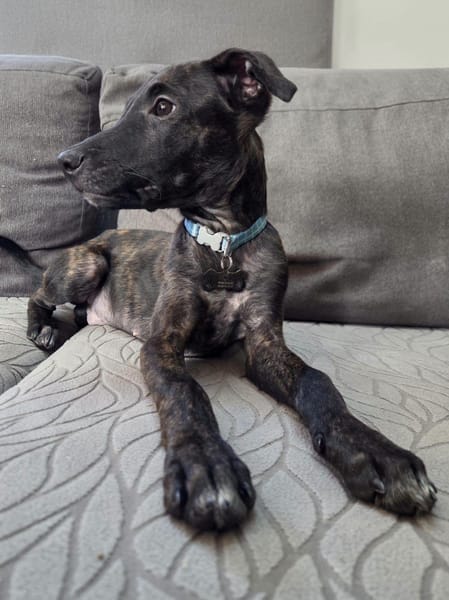 Kumo, Mâle, X Berger, né le 15/05/2026 🐶