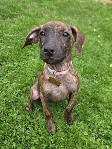 Kaori, Femelle, X Berger, née le 15/05/2026 🐶