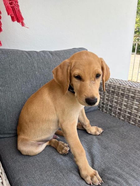 Chabin, Mâle, X Berger, né le 09/06/2026 🐶