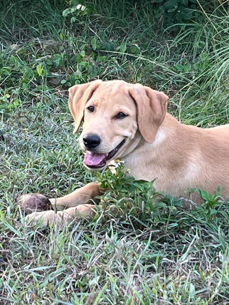 Chabin, Mâle, X Berger, né le 09/06/2026 🐶