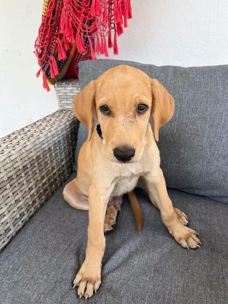 Chabin, Mâle, X Berger, né le 09/06/2026 🐶