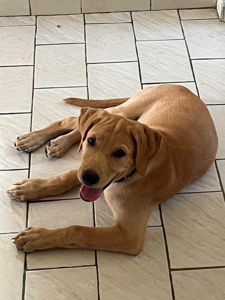Chabin, Mâle, X Berger, né le 09/06/2026 🐶