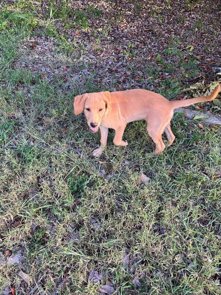 Chabin, Mâle, X Berger, né le 09/06/2026 🐶