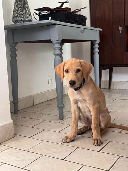 Chabin, Mâle, X Berger, né le 09/06/2026 🐶
