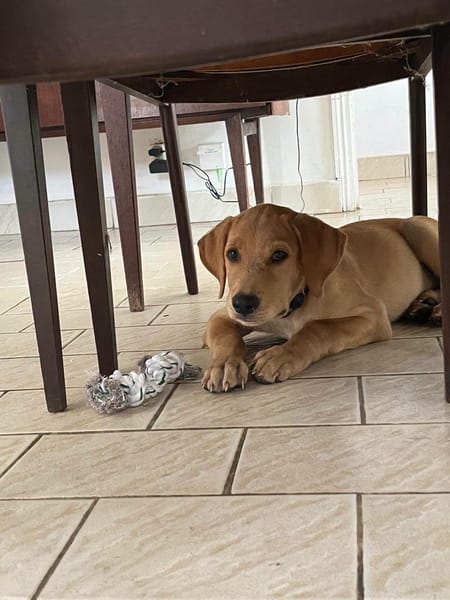 Chabin, Mâle, X Berger, né le 09/06/2026 🐶