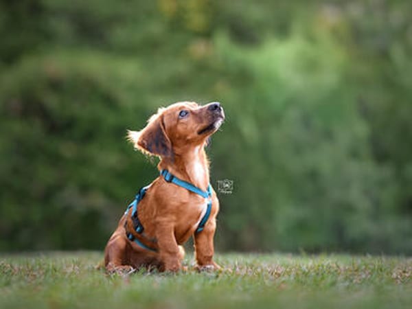 Geben Sie Micra ihr Traumzuhause?