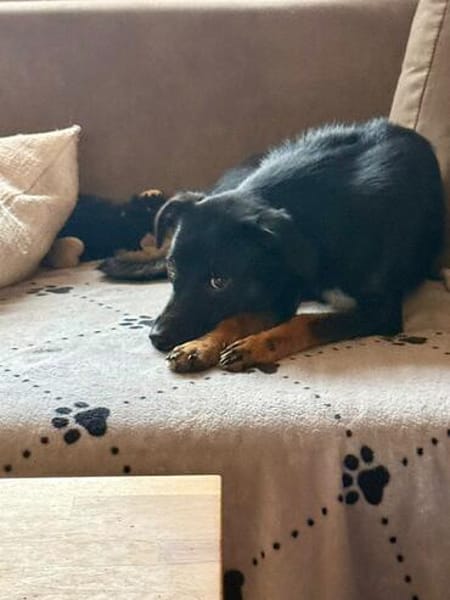Hübsche Eva sucht ihren Adam