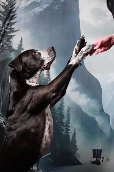 Spike ein Charakterhund sucht ein Zuhaus