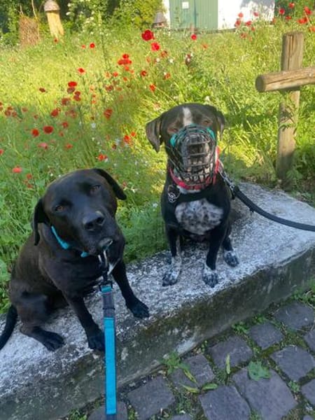 Spike ein Charakterhund sucht ein Zuhaus