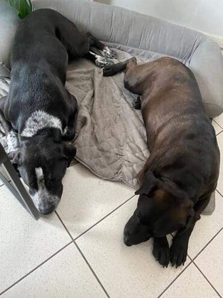 Spike ein Charakterhund sucht ein Zuhaus
