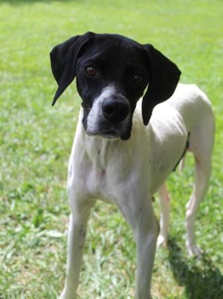 Melina, geb. ca. 01/2025, 67735 Mehlbach