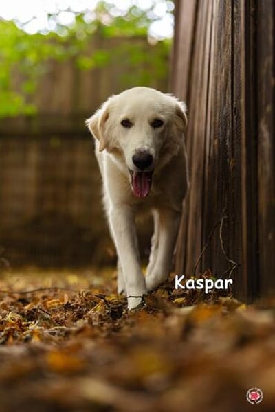 KASPAR