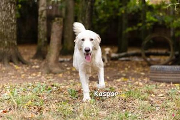 KASPAR