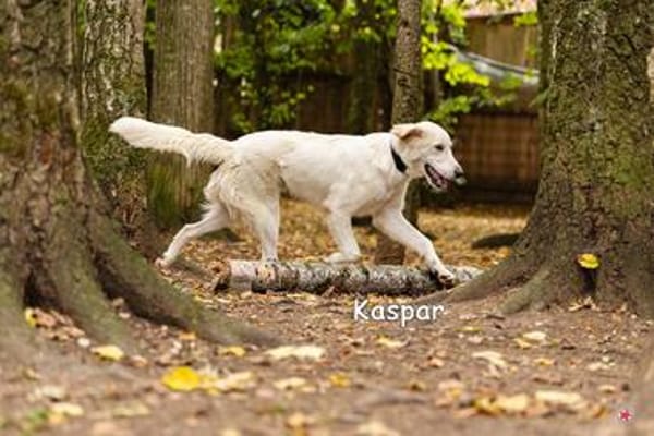KASPAR