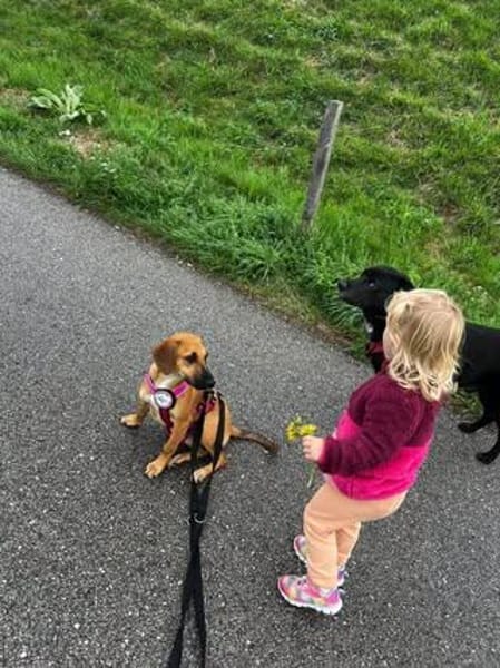 Mijou  kleine Traumhündin sucht ihre Menschen