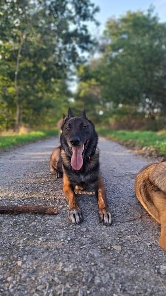 Orko Sportlicher Malinois sucht tolles Zuhause
