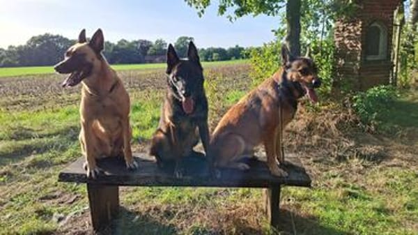 Orko Sportlicher Malinois sucht tolles Zuhause