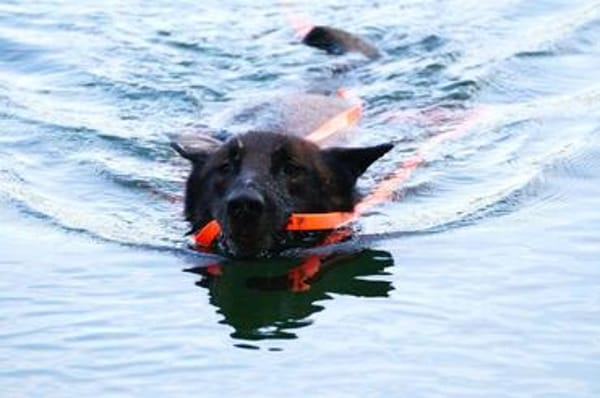 Orko Sportlicher Malinois sucht tolles Zuhause