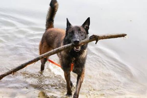 Orko Sportlicher Malinois sucht tolles Zuhause
